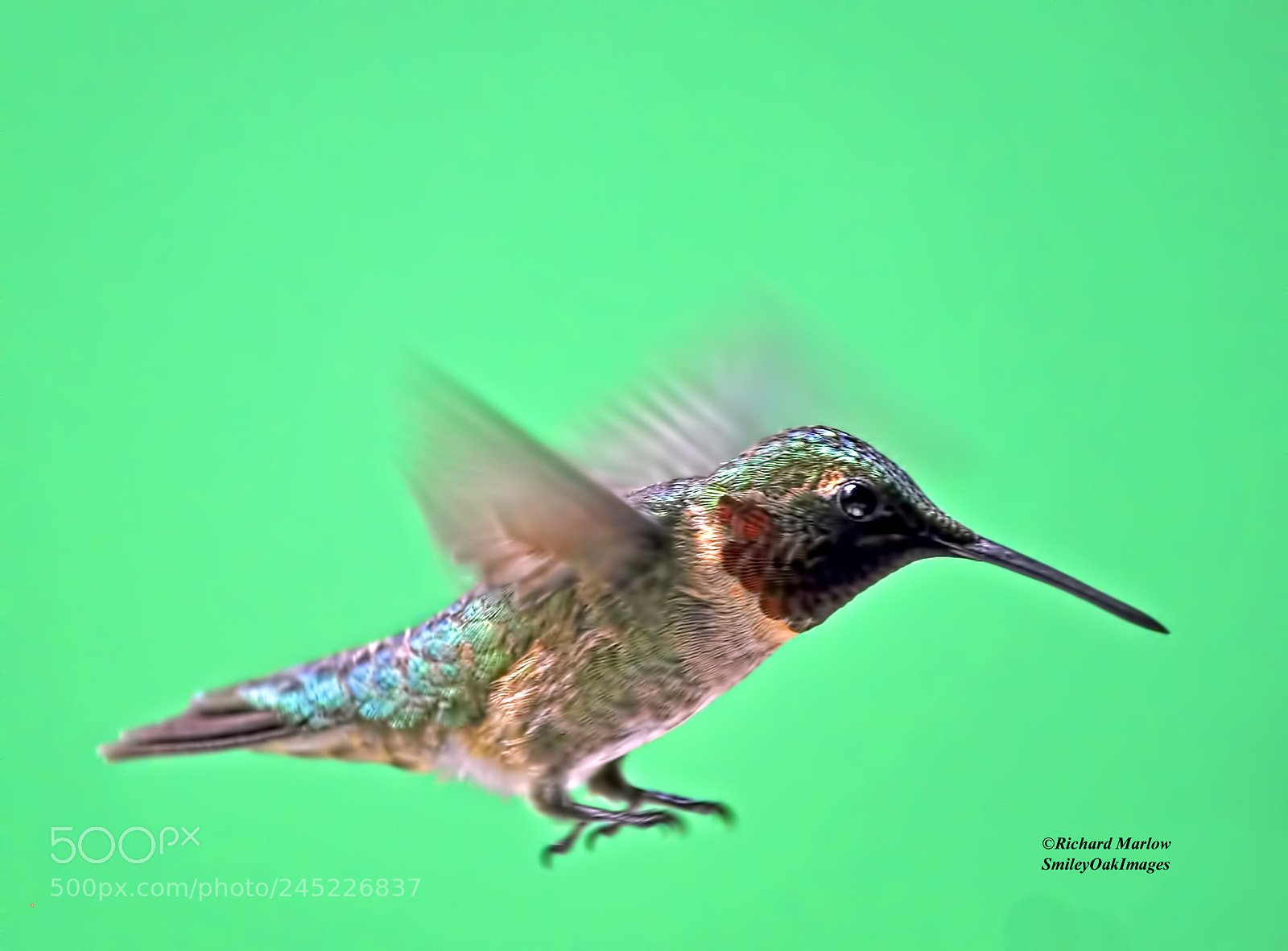 Nikon D5000 sample photo. Hummingbird photography