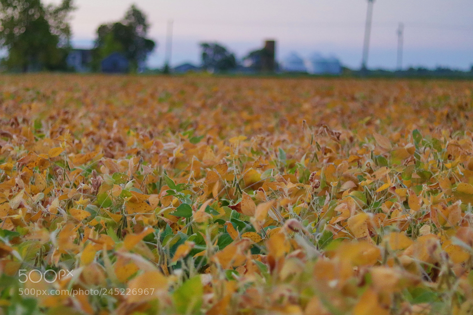 Canon EOS 80D + Canon EF 50mm F1.8 STM sample photo. Soy beans photography