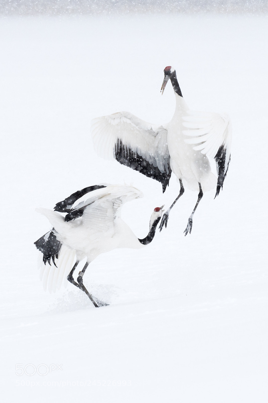 Nikon D500 sample photo. Dancing in the snow photography