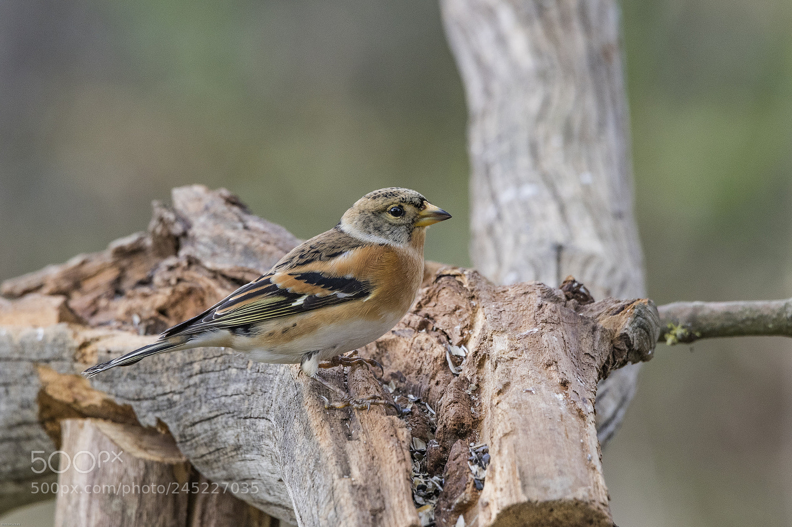 Canon EOS 7D Mark II sample photo. Peppola photography