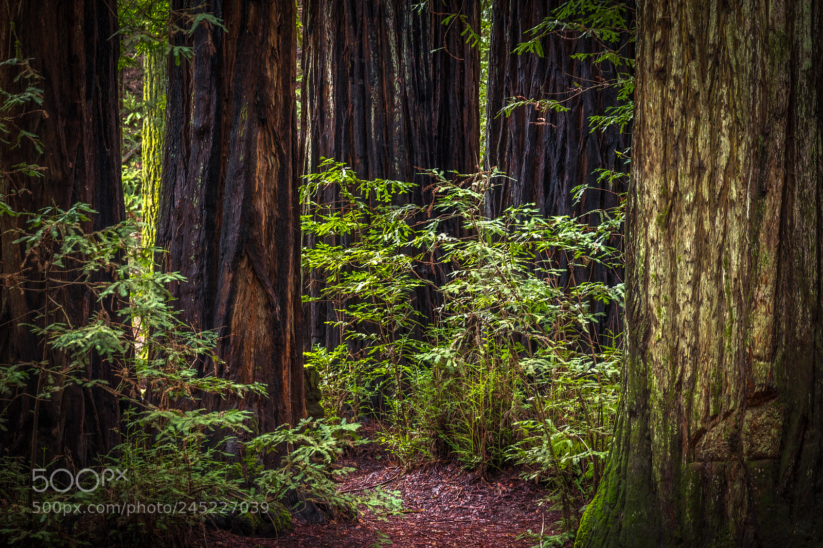 Leica SL (Typ 601) sample photo. Redwood forest photography