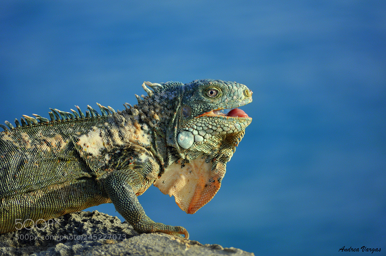 Nikon D5000 sample photo. Crazy colors photography
