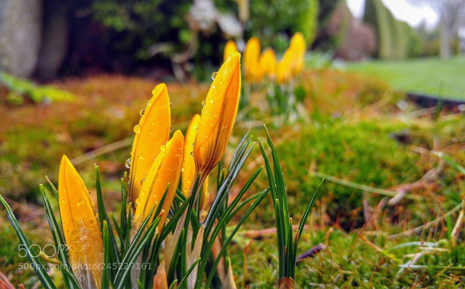 LG G4 sample photo. The first crocuse photography