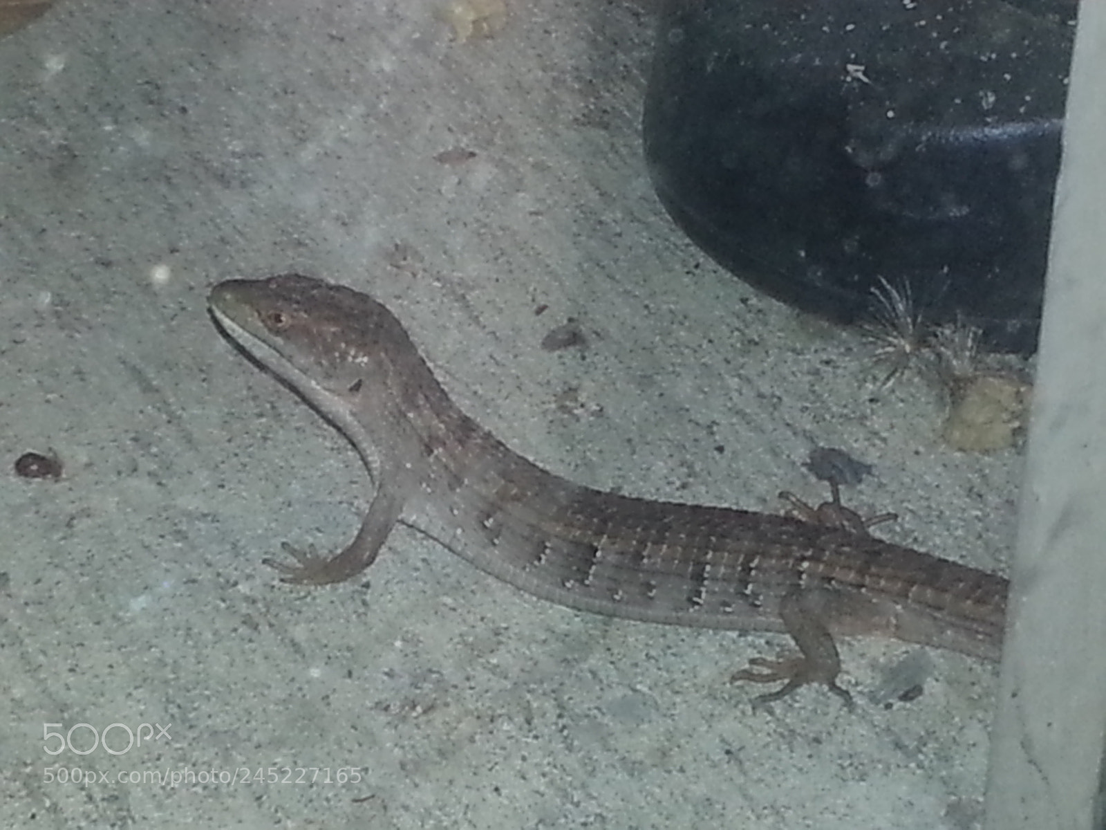 Samsung Galaxy S3 sample photo. Lizard in summertime photography