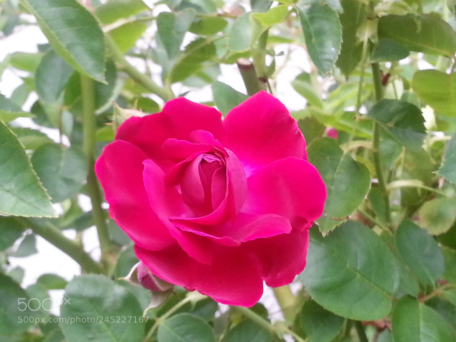 Samsung Galaxy S3 sample photo. Rose in summertime photography