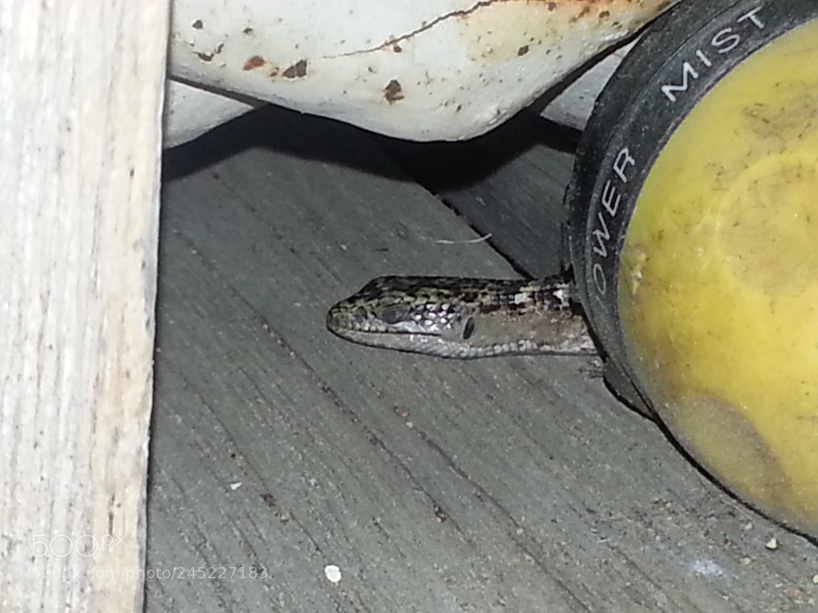 Samsung Galaxy S3 sample photo. Lizard in summertime photography