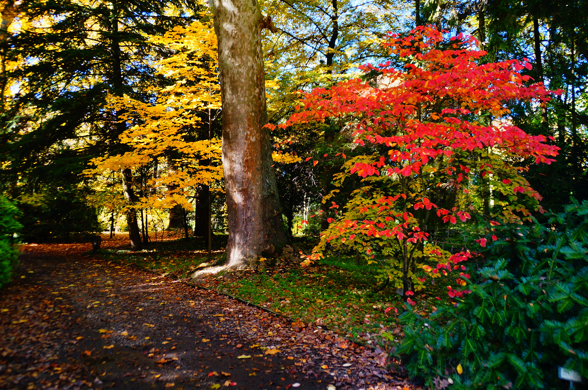 Sony DT 18-200mm F3.5-6.3 sample photo. Botanical garden path photography