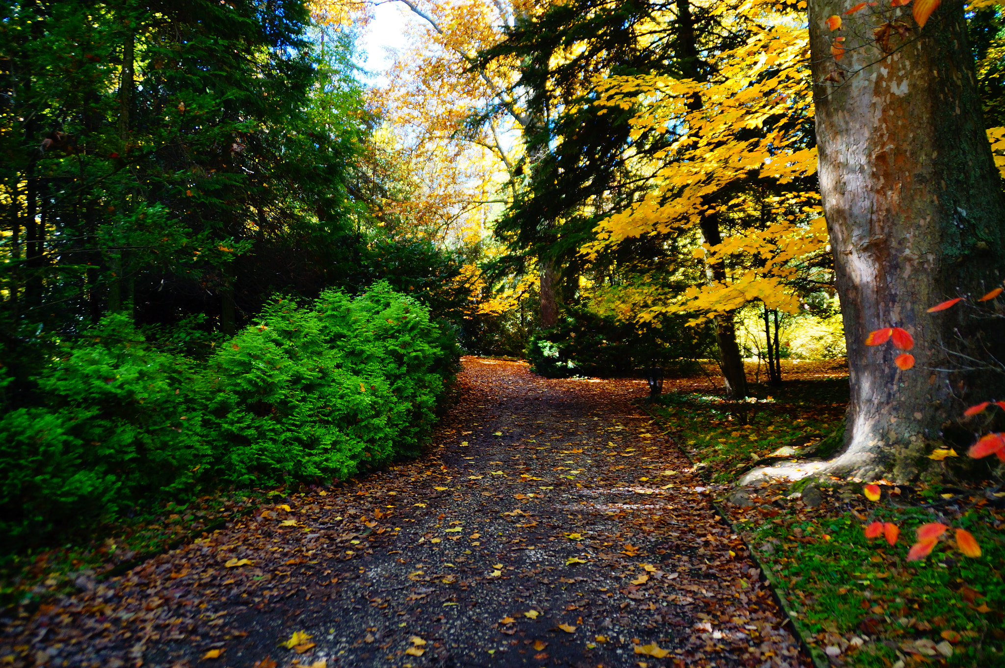 Sony SLT-A37 + Sony DT 18-200mm F3.5-6.3 sample photo. Botanical garden path photography