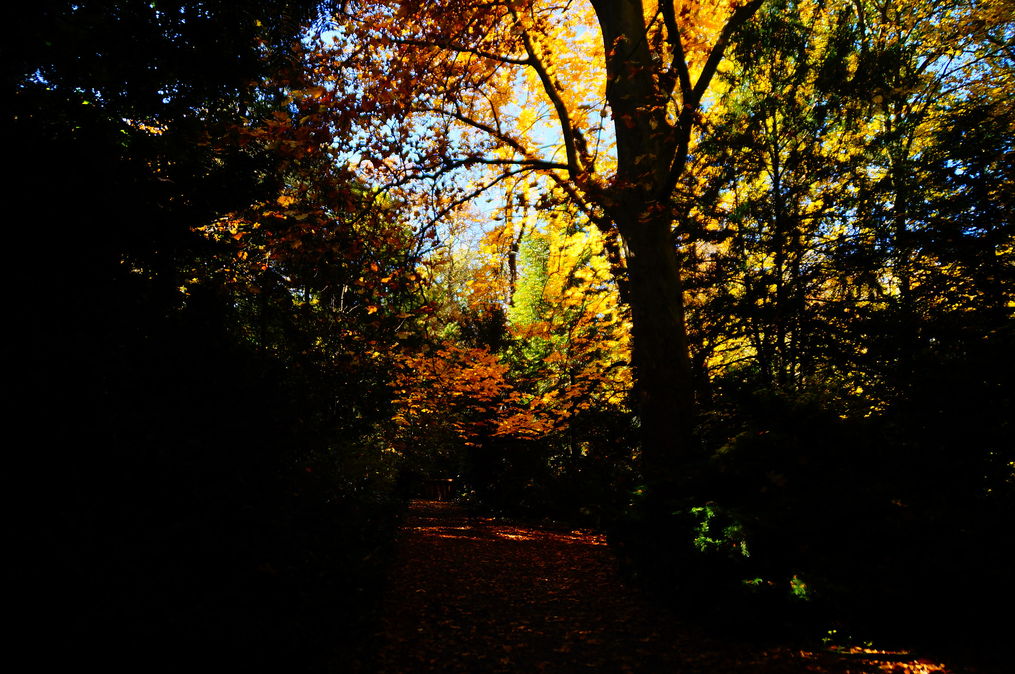 Sony SLT-A37 + Sony DT 18-200mm F3.5-6.3 sample photo. Dark path photography