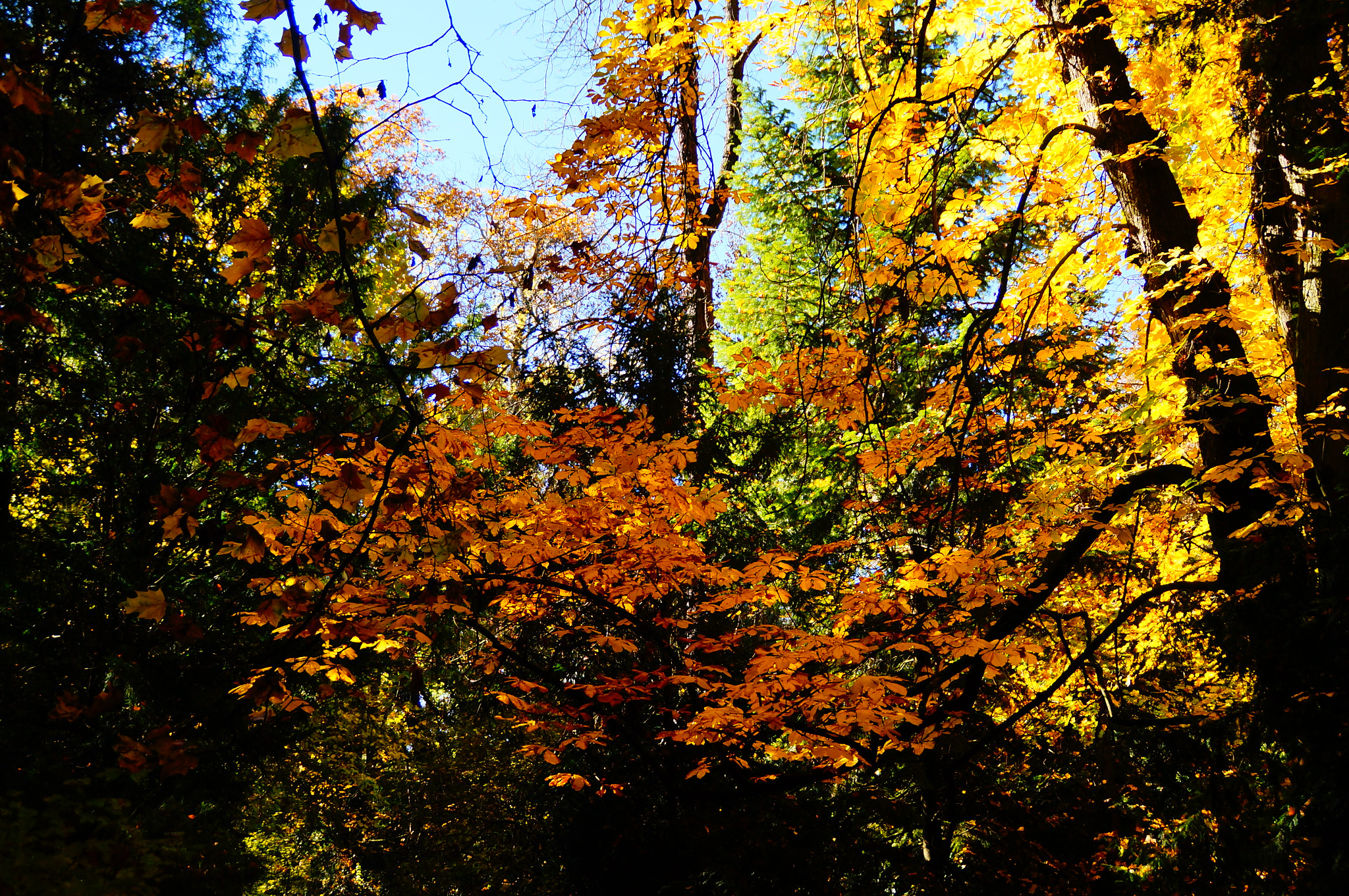 Sony DT 18-200mm F3.5-6.3 sample photo. Trees in autumn photography