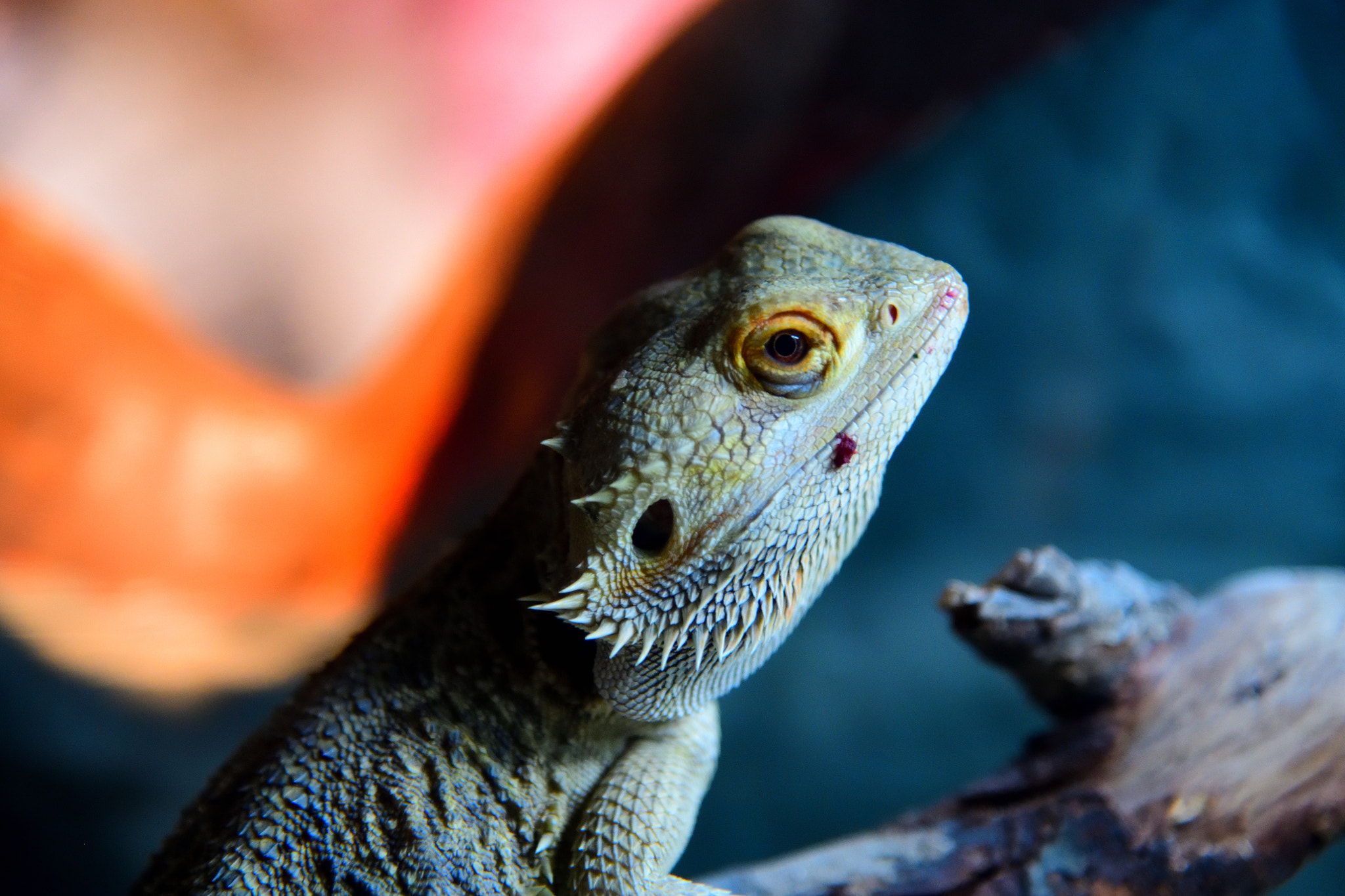 Nikon AF-S Nikkor 24-120mm F4G ED VR sample photo. Lizard photography