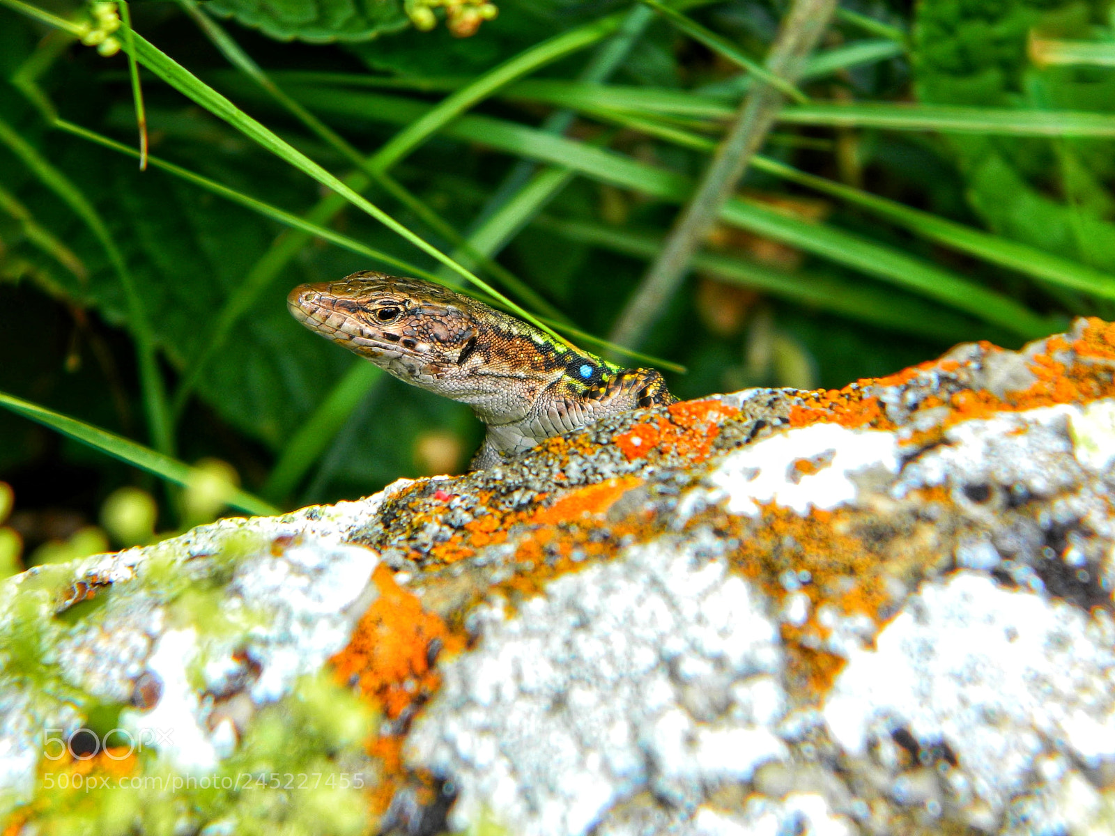 Nikon Coolpix L120 sample photo. Lizard photography