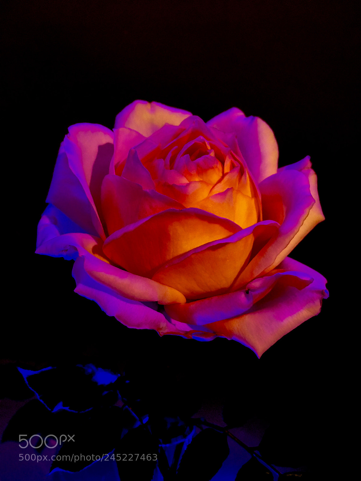 Apple iPhone 6s sample photo. Untitled photography