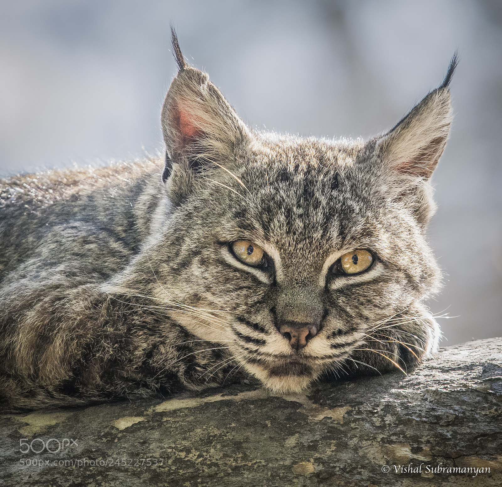 Nikon D500 sample photo. Bobcat photography