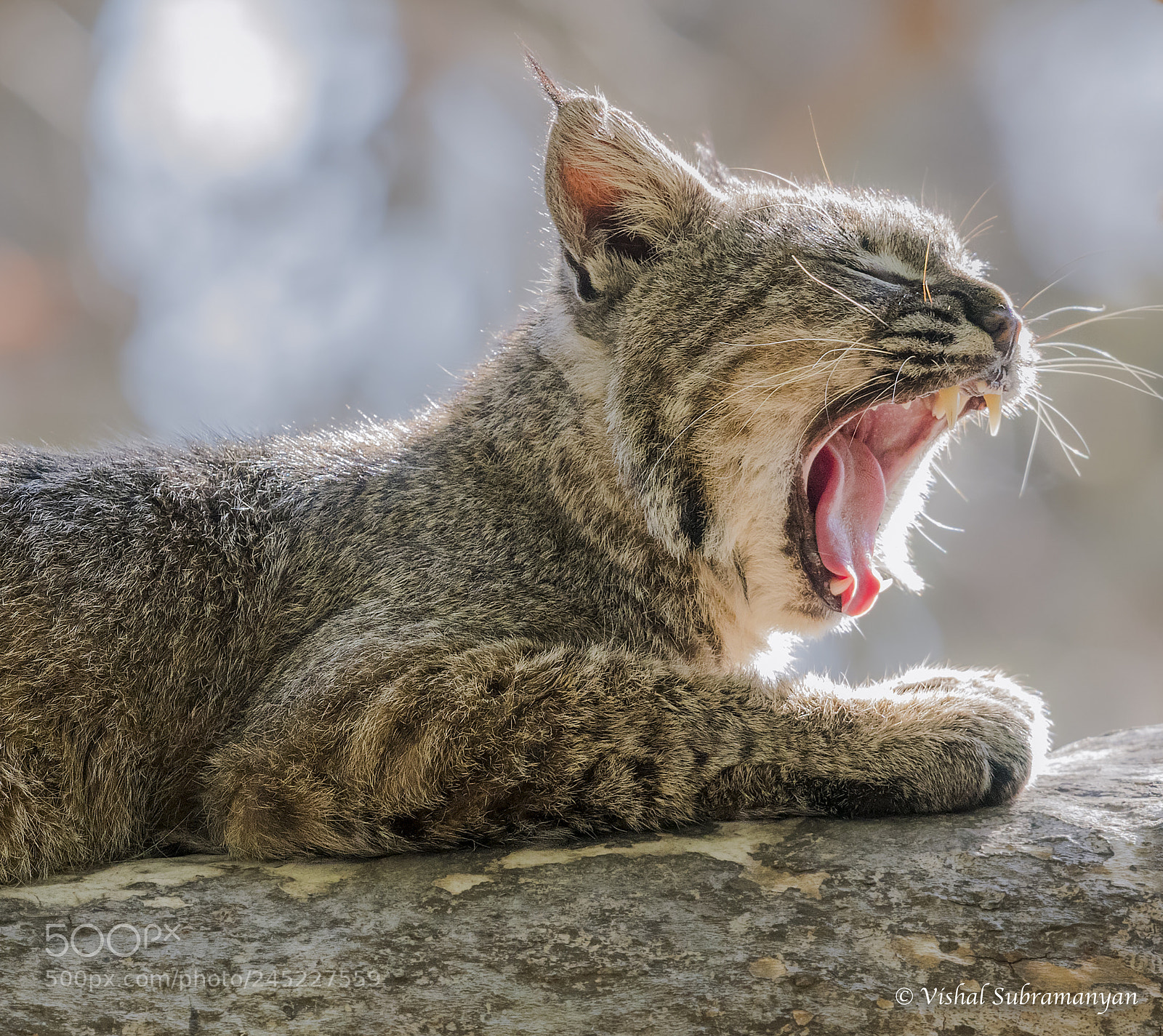 Nikon D500 sample photo. Bobcat yawn photography