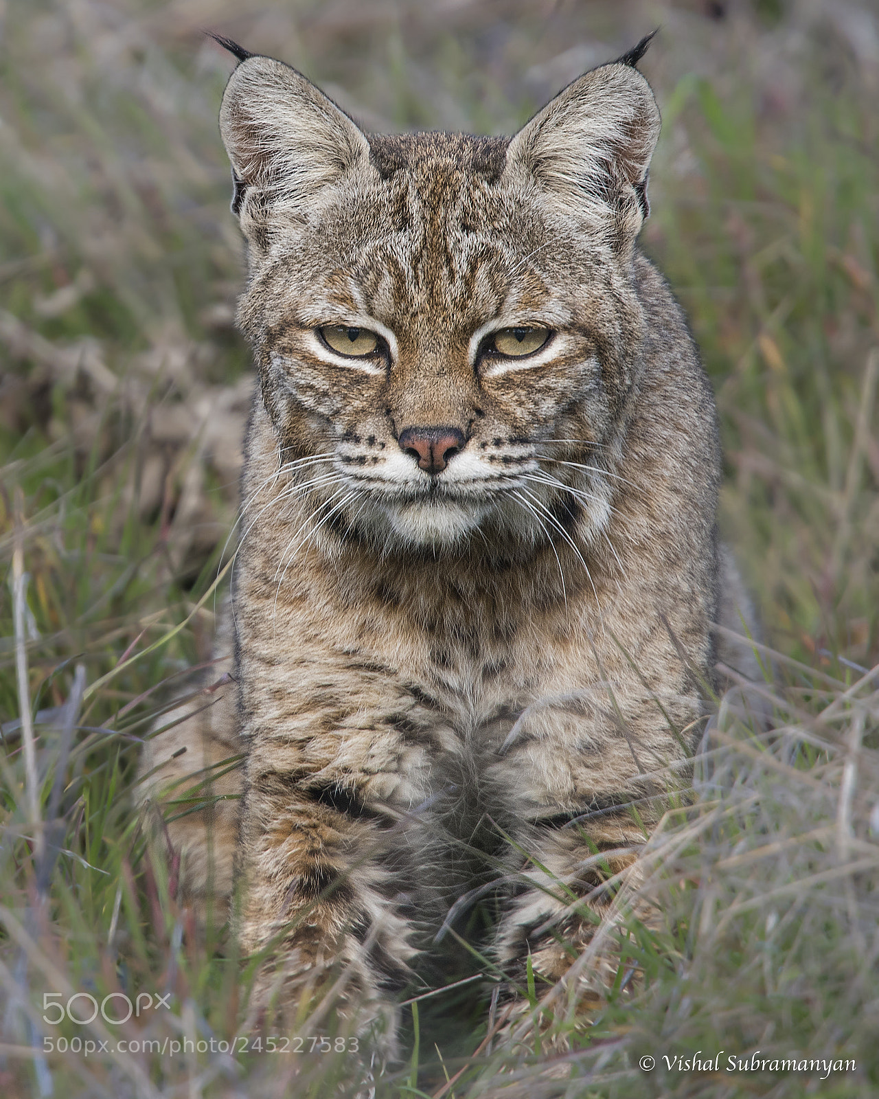 Nikon D500 sample photo. Bobcat close up photography