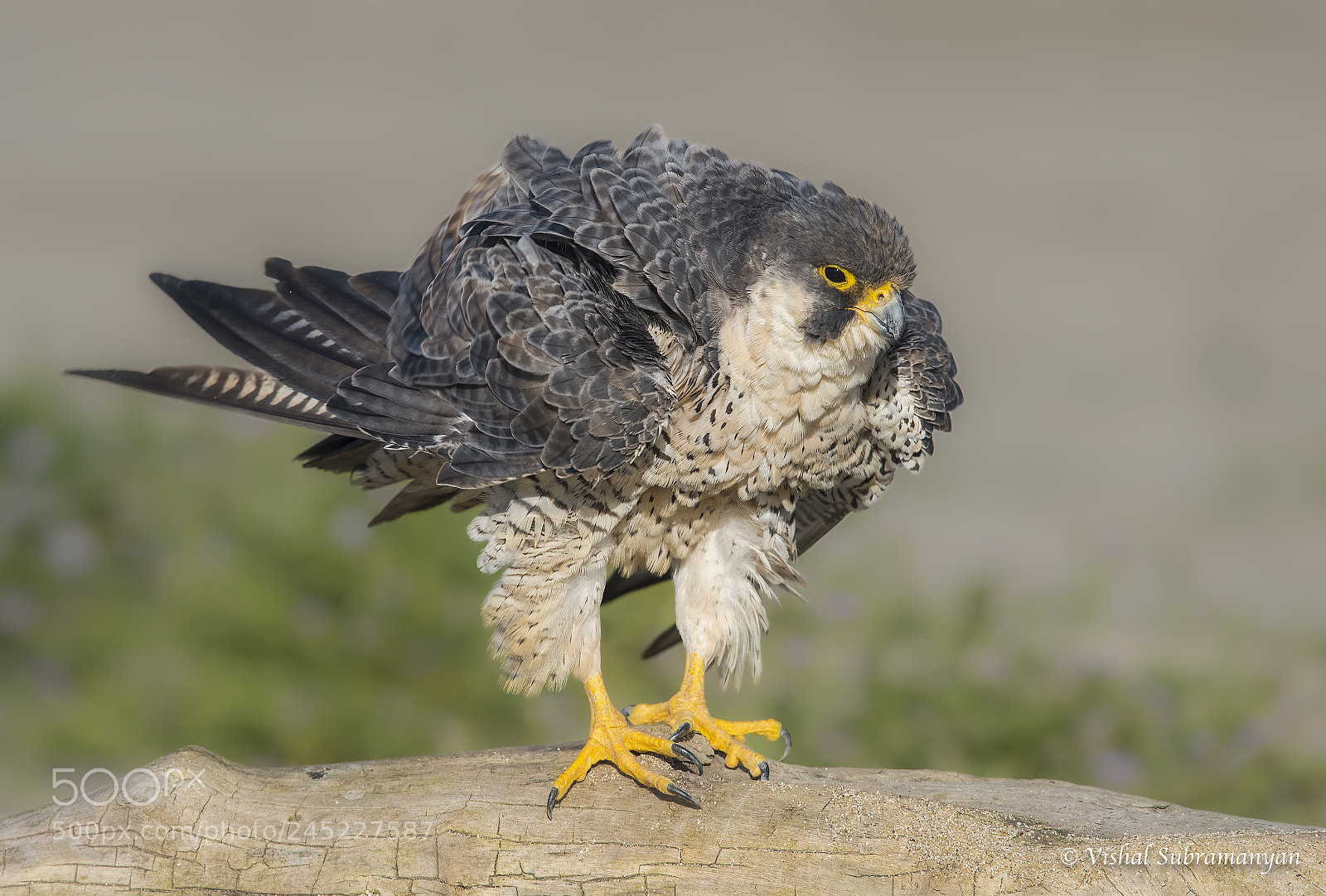 Nikon D500 sample photo. Peregrine shaking feathers photography