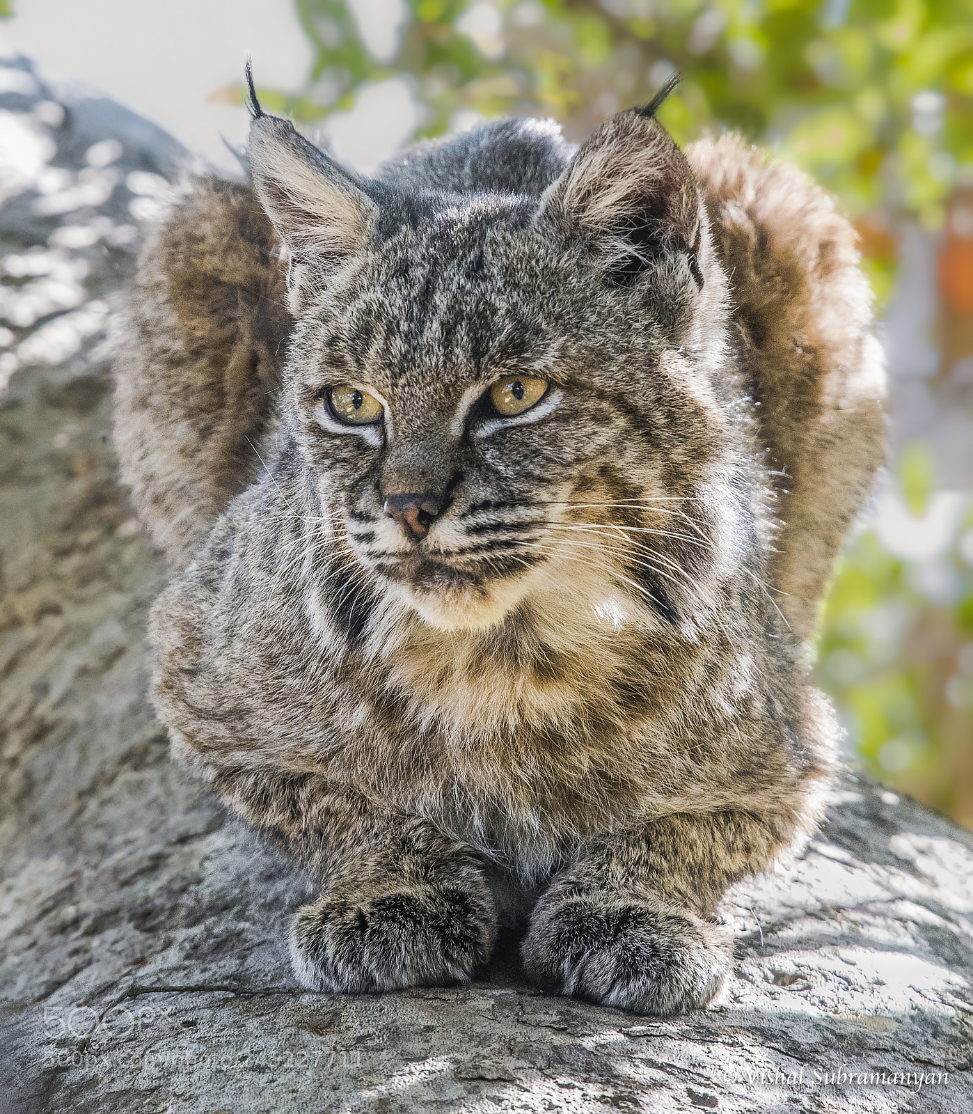 Nikon D500 sample photo. Bobcat in tree photography
