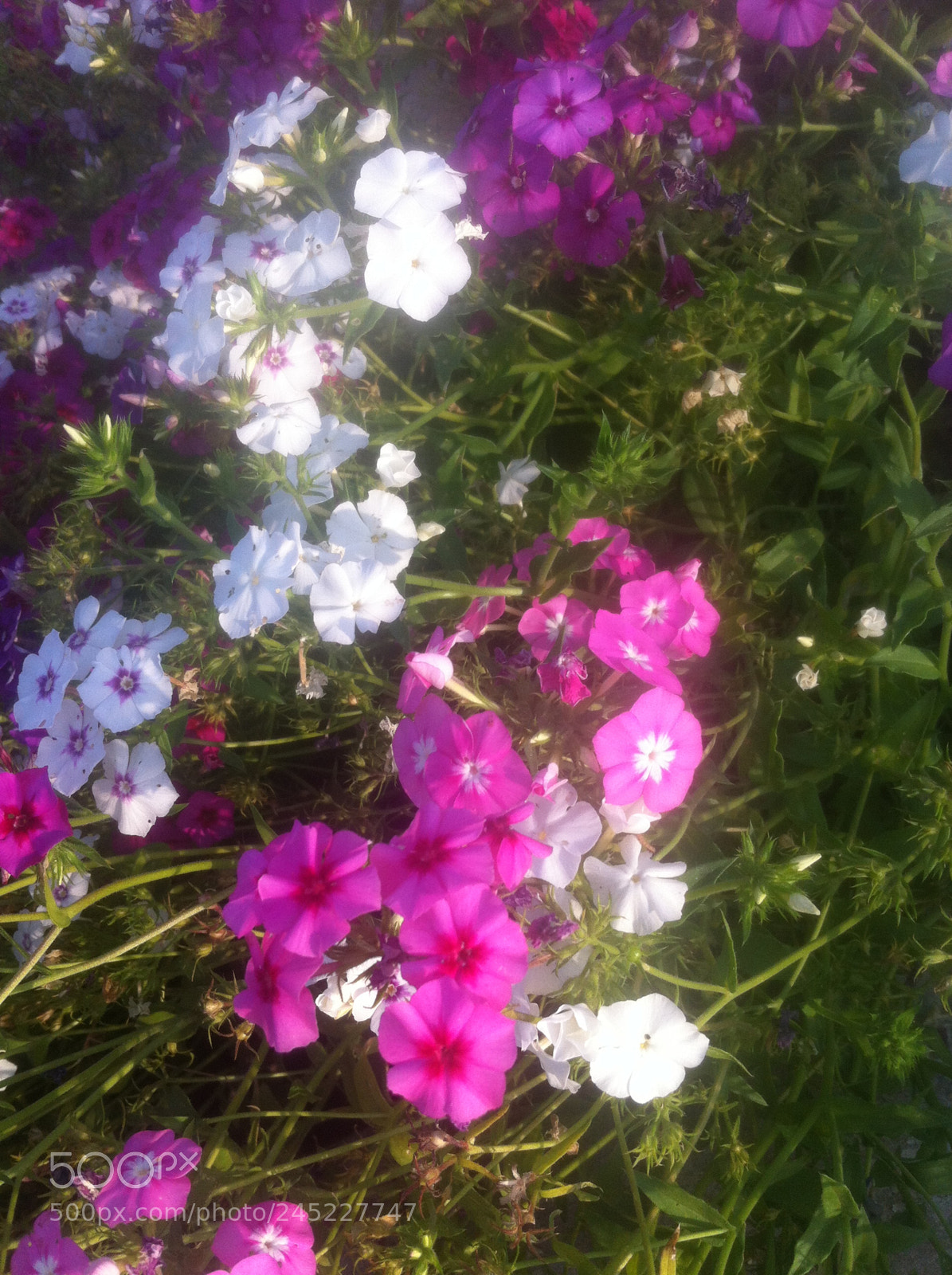 Apple iPhone 4 sample photo. Img photography