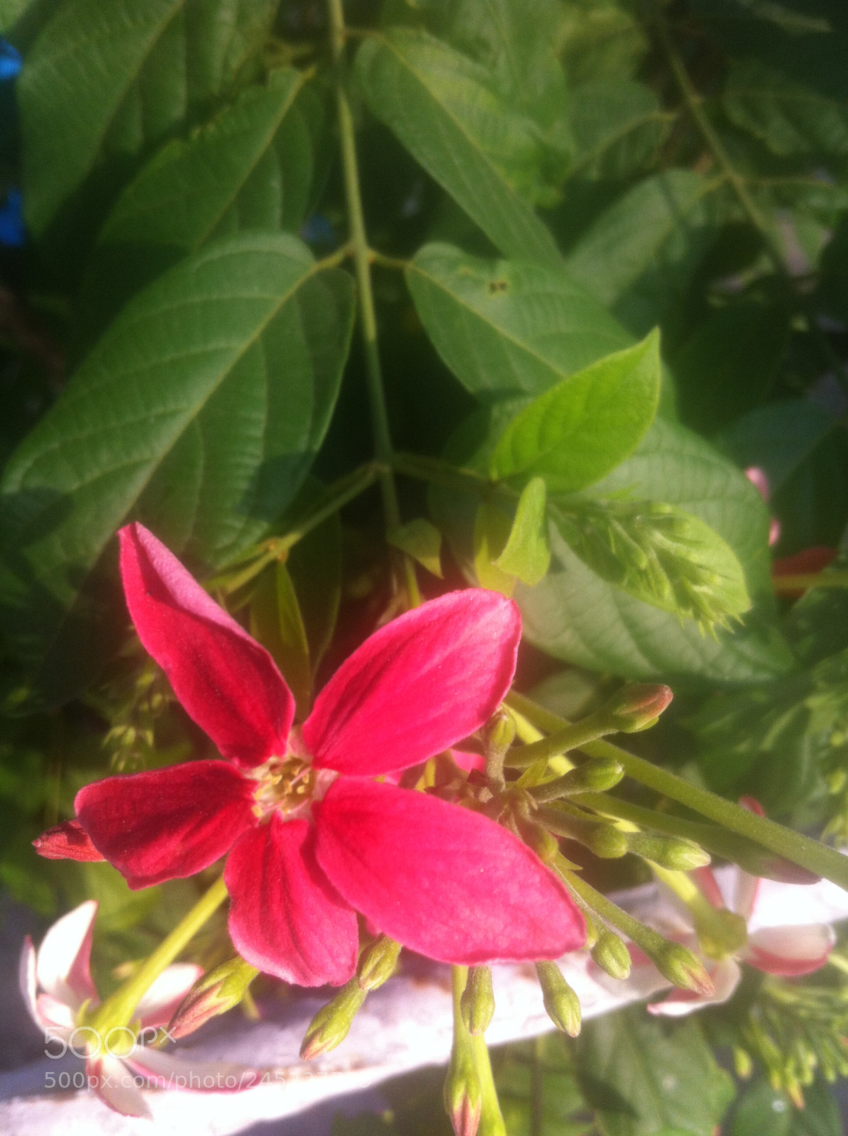 Apple iPhone 4 sample photo. Img photography