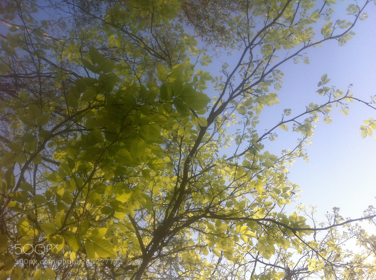 Apple iPhone 4 sample photo. Img photography