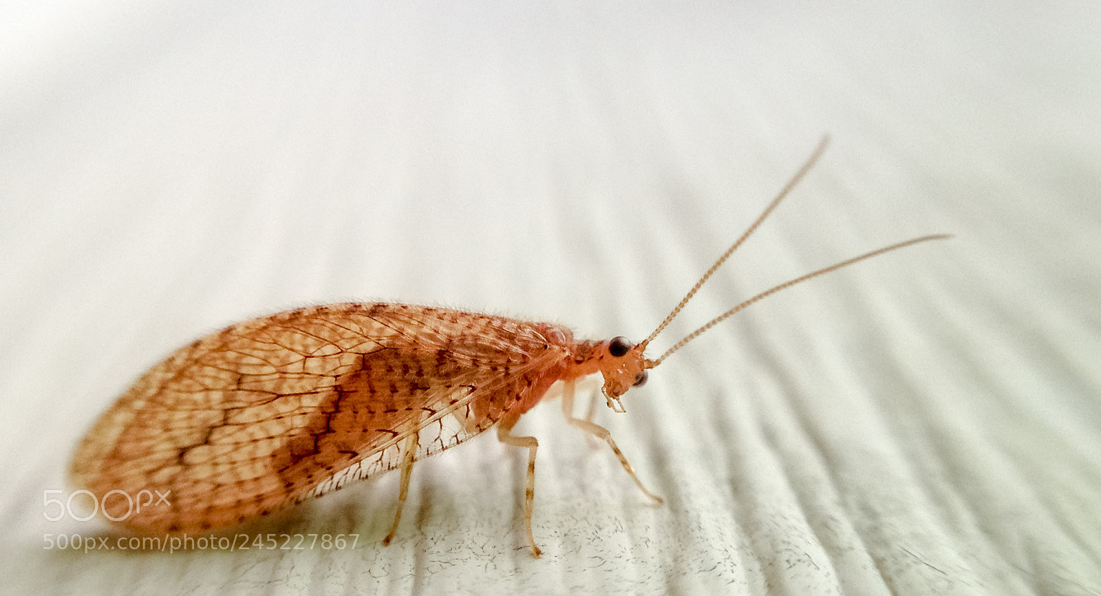 Apple iPhone 5c sample photo. Is it spring yet? photography