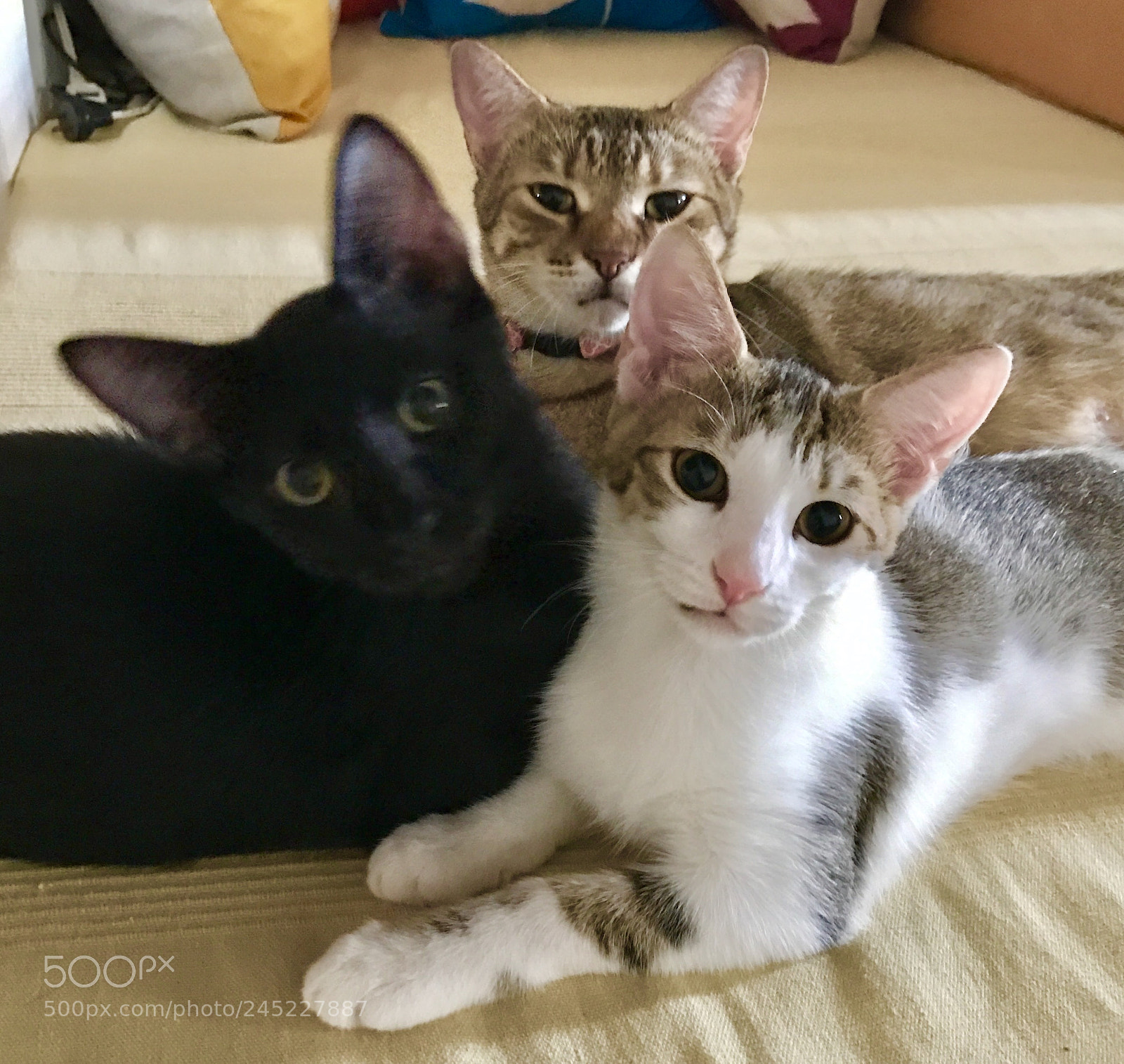 Apple iPhone 7 Plus sample photo. My three wonderful babies photography