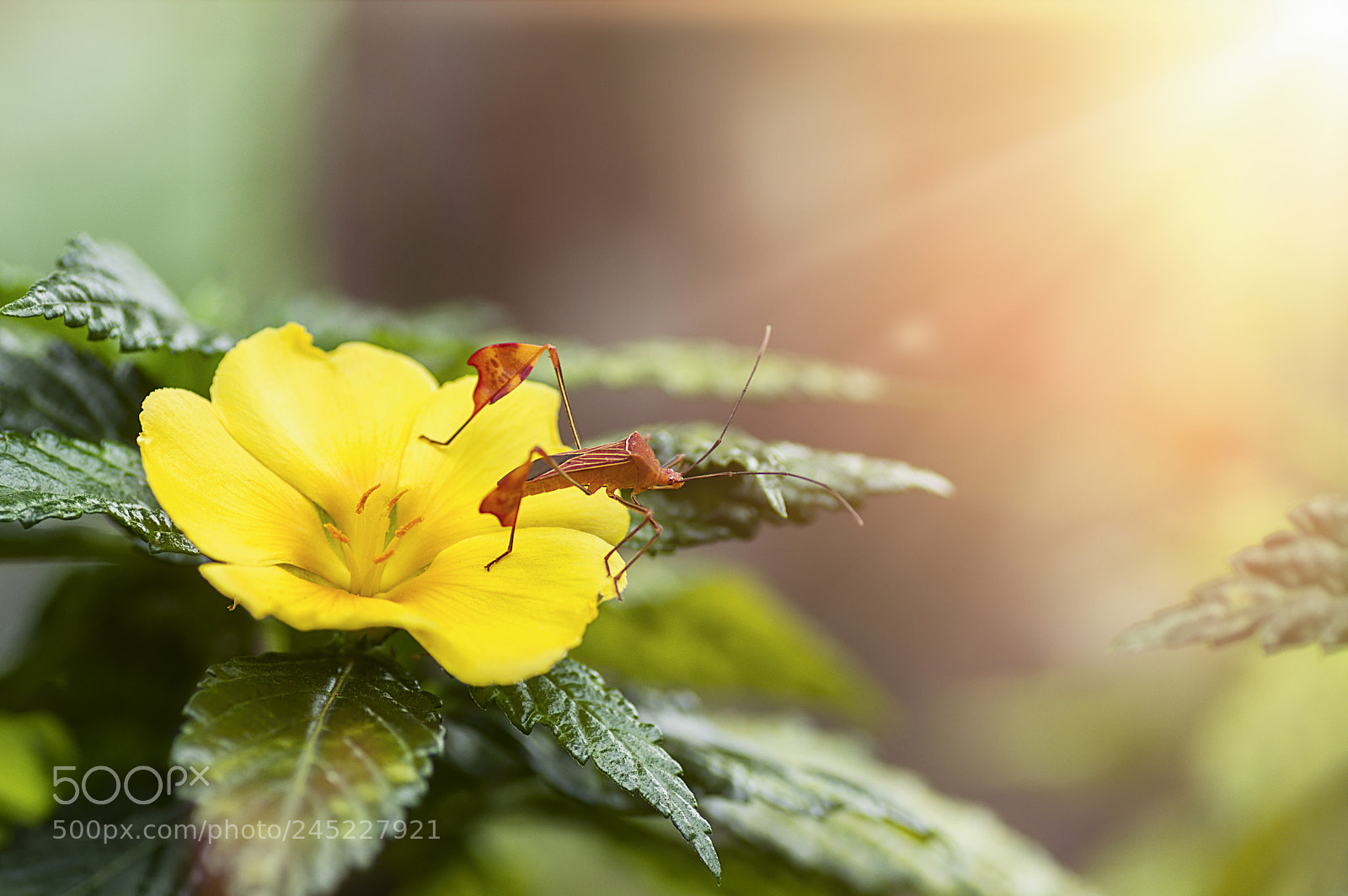 Pentax K-3 II sample photo. Light on the small photography