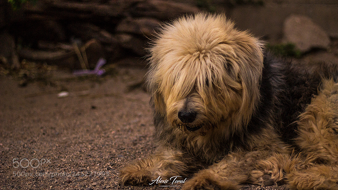 Canon EOS 1200D (EOS Rebel T5 / EOS Kiss X70 / EOS Hi) sample photo. Mi perro hermoso photography