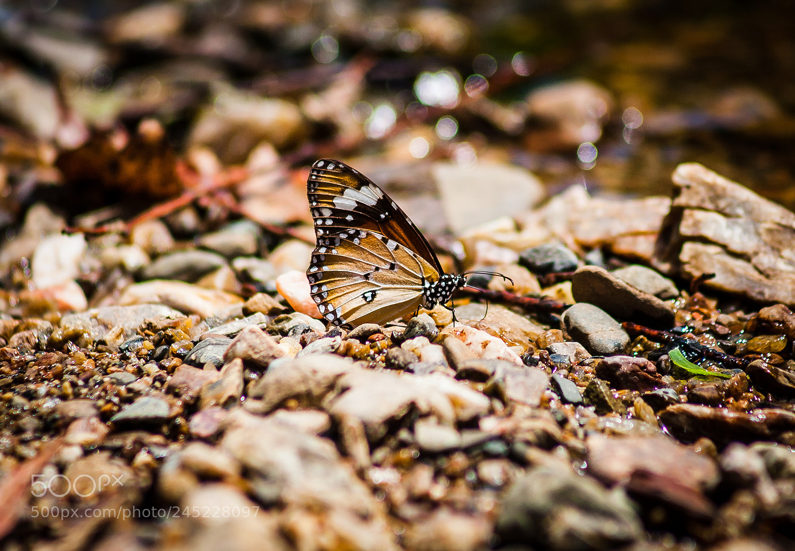 Canon EOS 5D sample photo. Wanderer butterfly in the photography