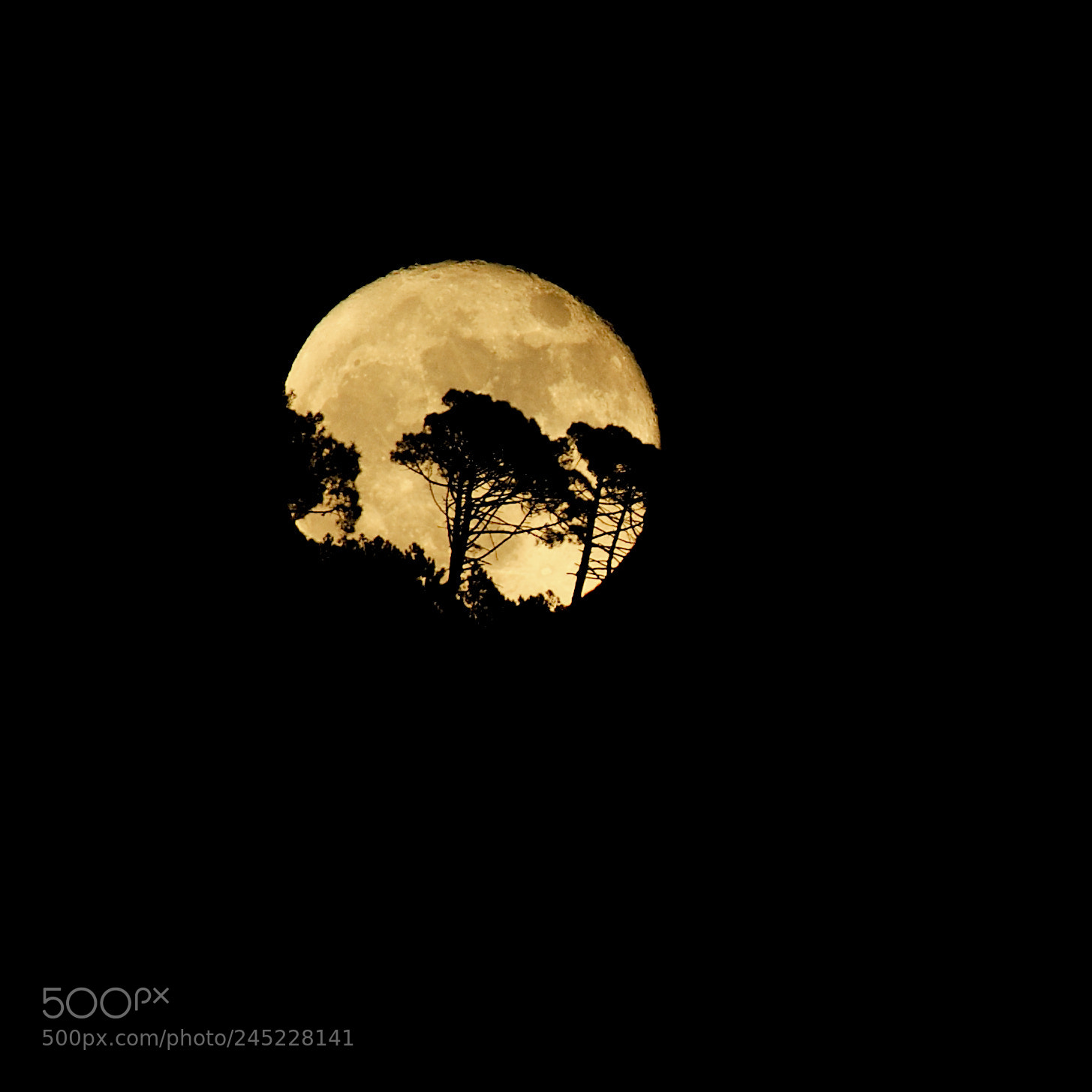 Nikon D700 sample photo. Super luna photography