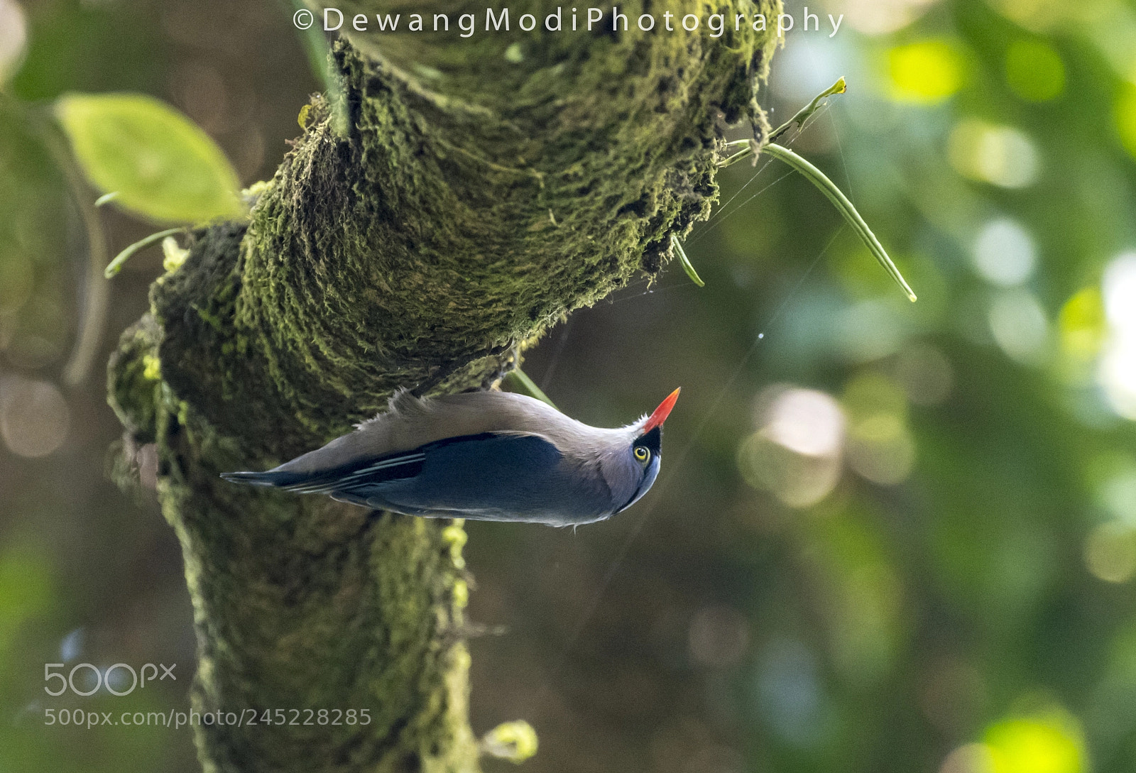 Nikon D850 sample photo. Velvet fronted nuthatch, coorg photography