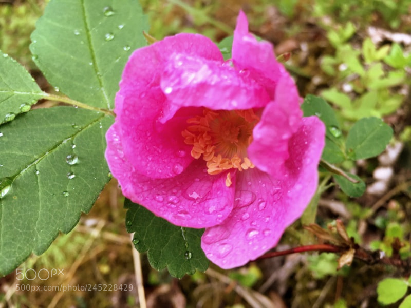 Apple iPhone 6s sample photo. Img photography