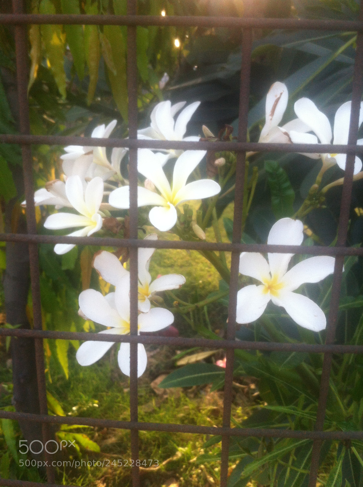 Apple iPhone 4 sample photo. Img photography