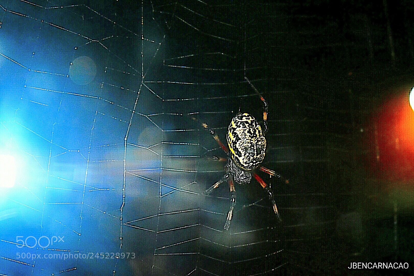 Nikon D5600 sample photo. Spider photography
