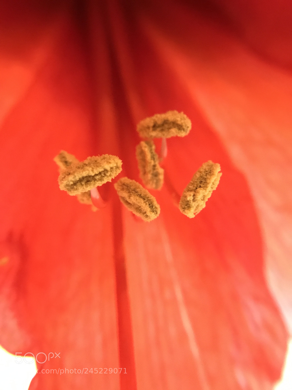 Apple iPhone 7 sample photo. Macro flower photography