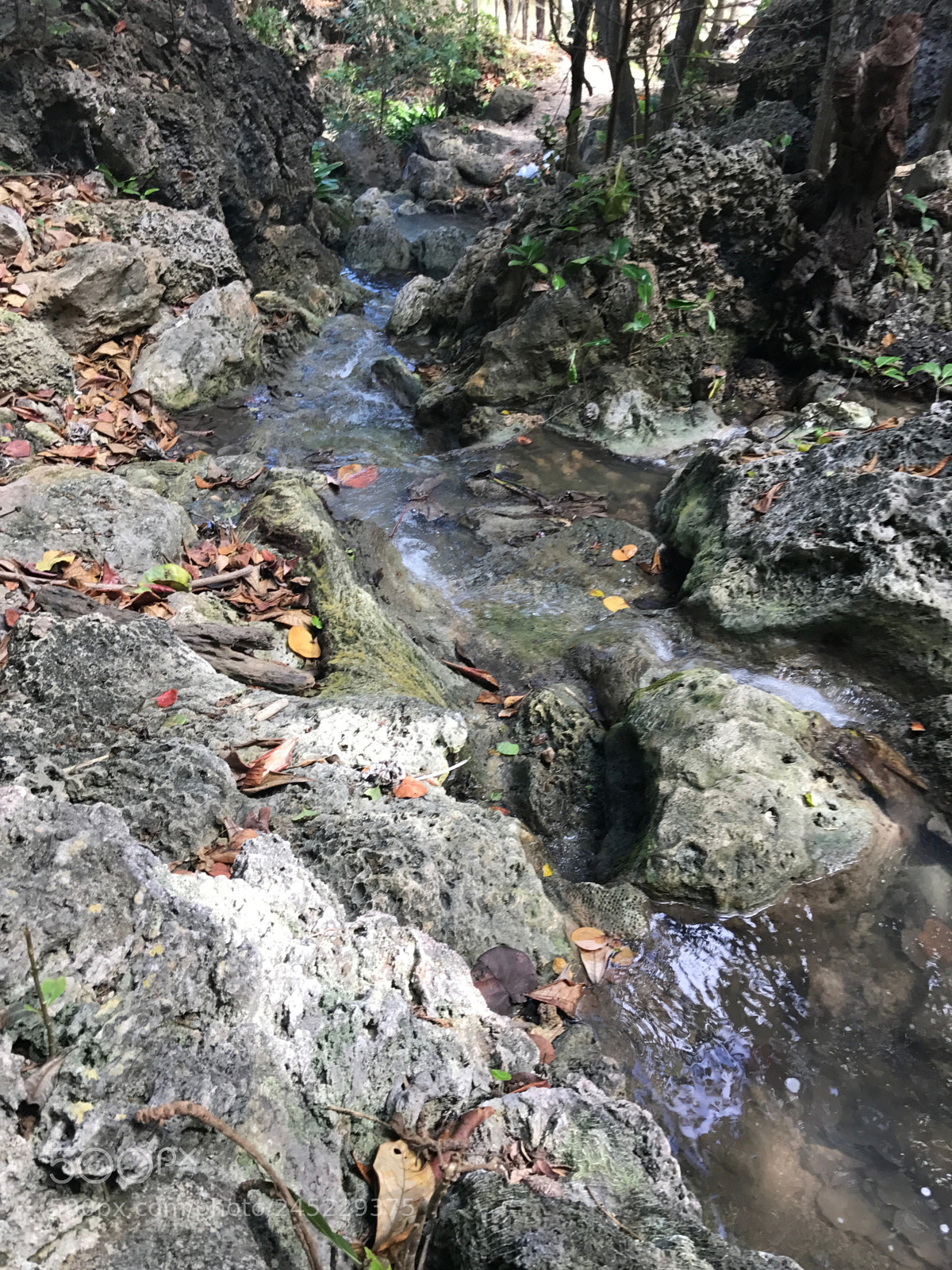 Apple iPhone 7 Plus sample photo. Bath, natural spring, barbados. photography