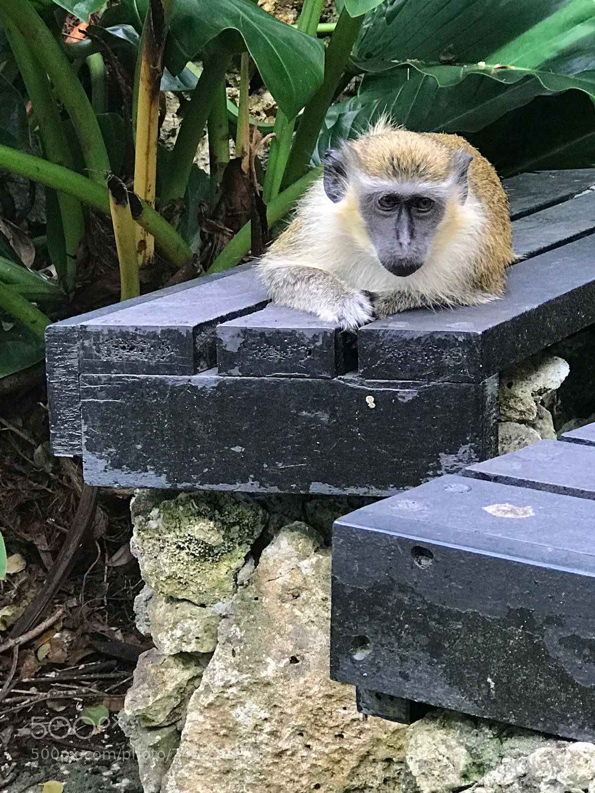 Apple iPhone 7 Plus sample photo. Barbados green monkey. photography