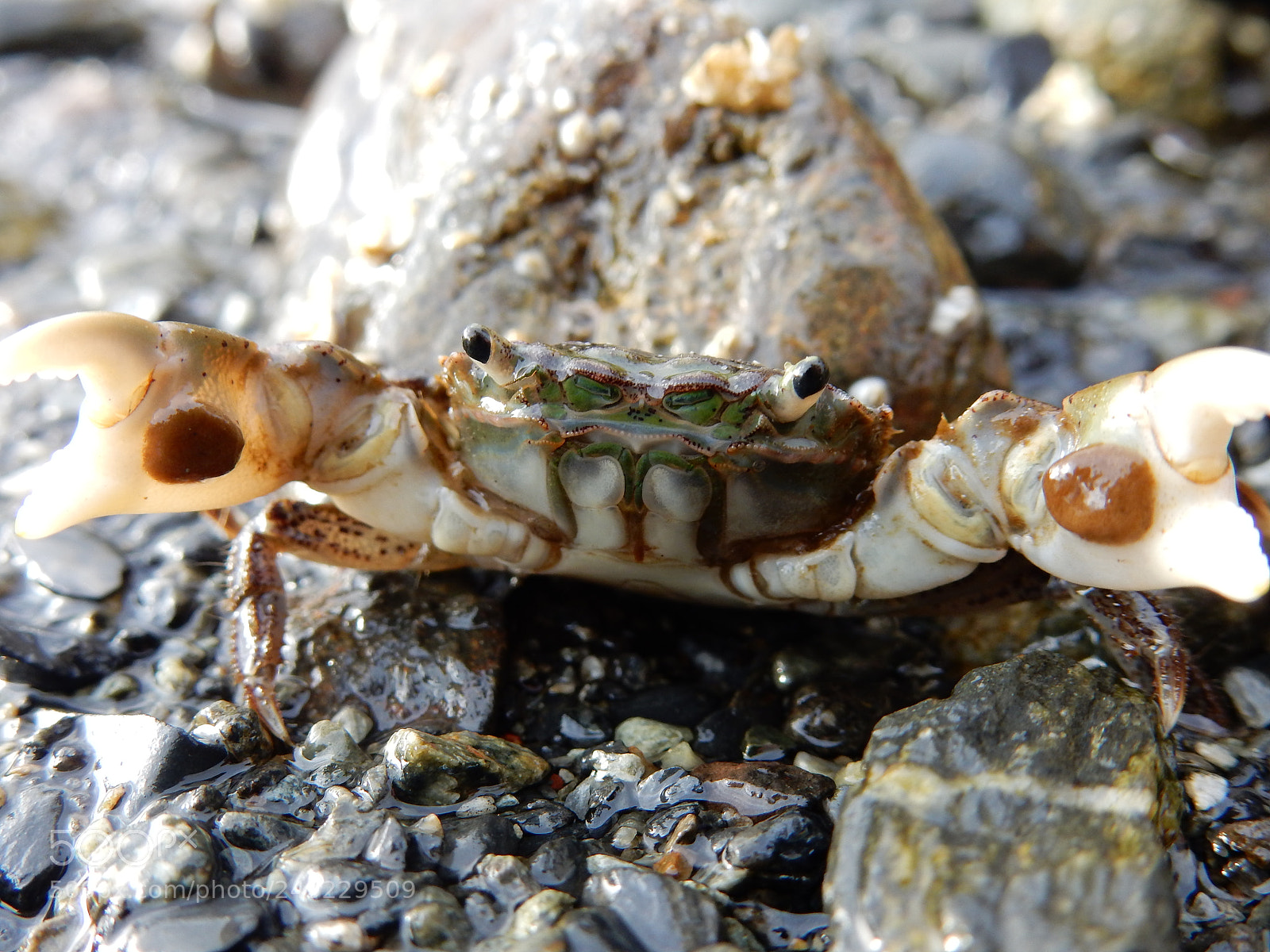 Nikon Coolpix S9900 sample photo. Crab photography