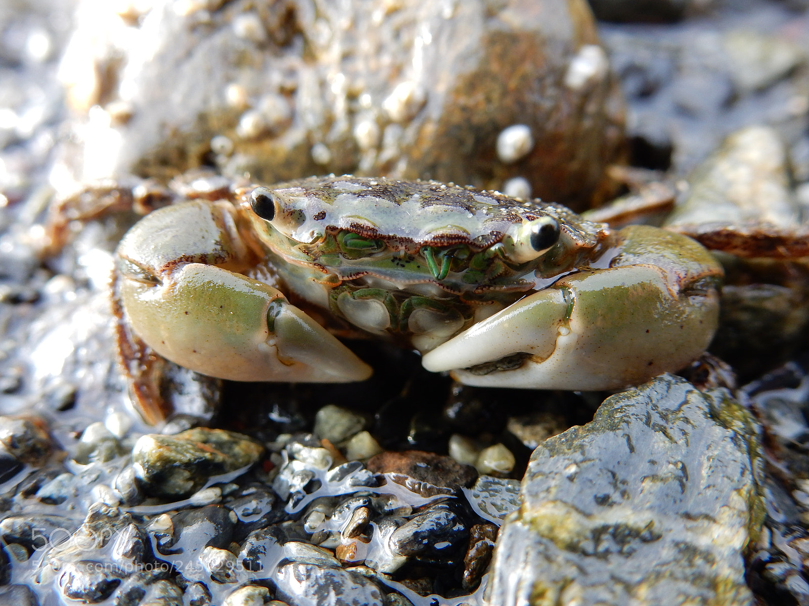 Nikon Coolpix S9900 sample photo. Crab photography