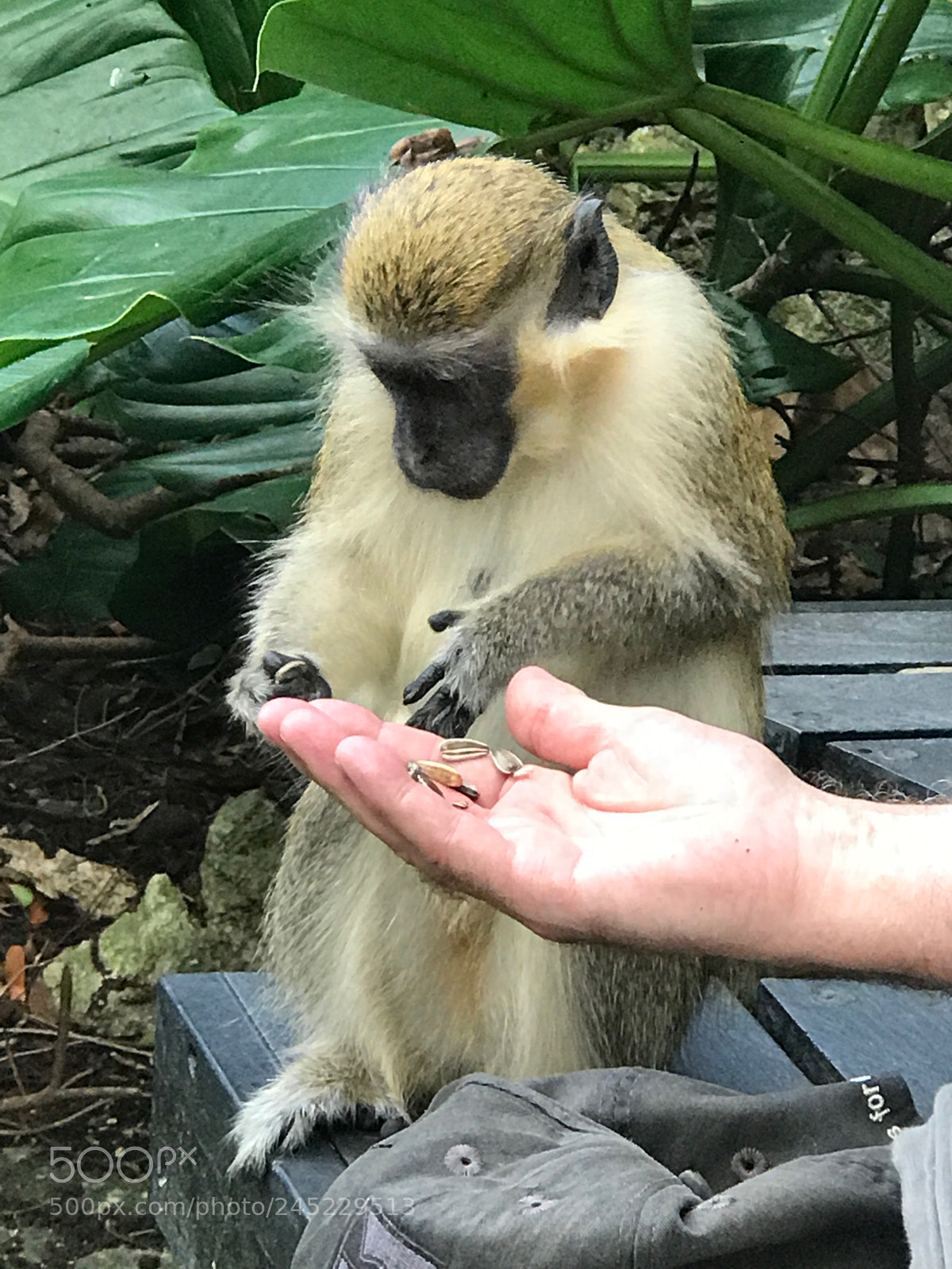 Apple iPhone 7 Plus sample photo. Barbados green monkey 2. photography