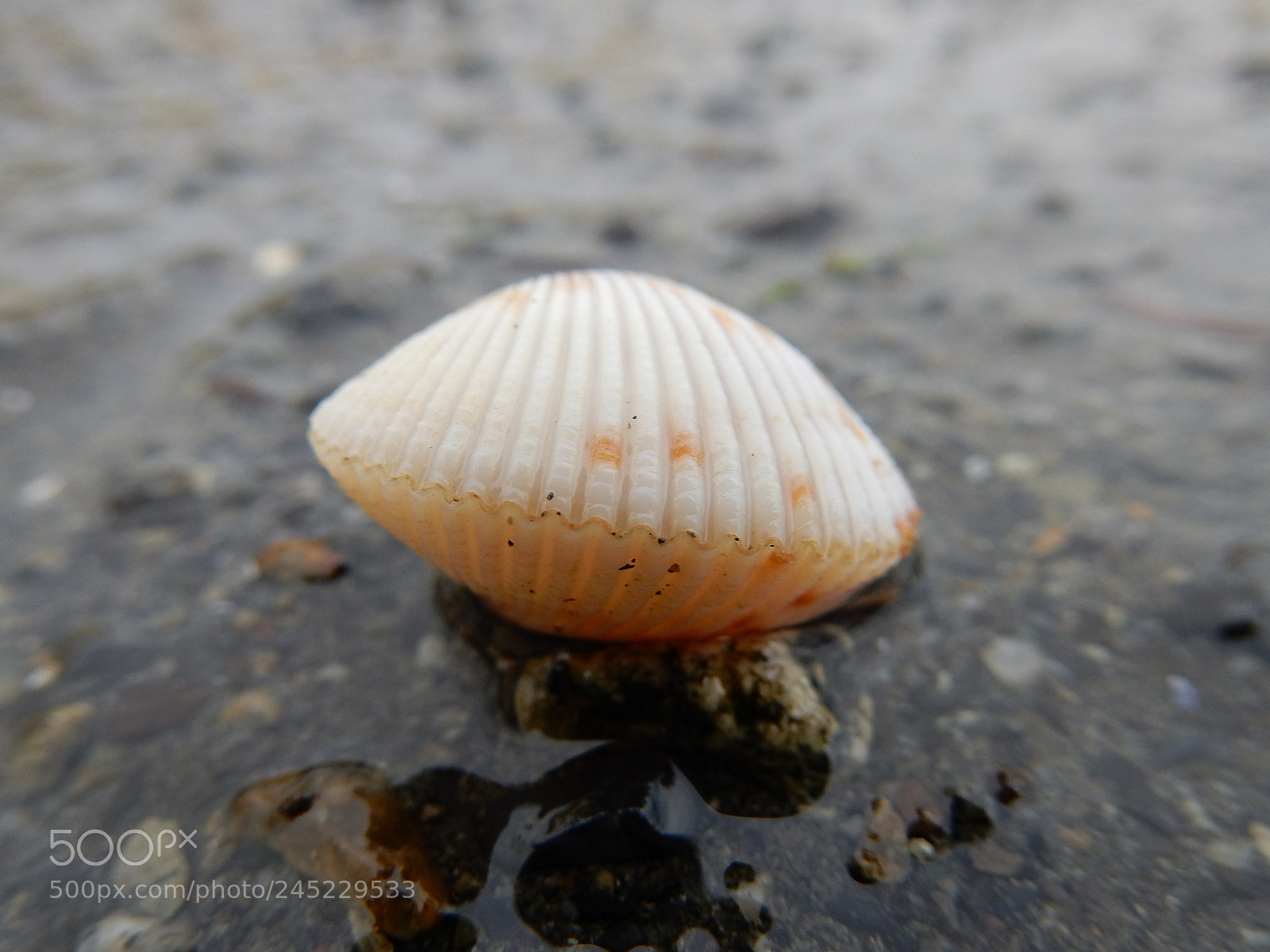 Nikon Coolpix S9900 sample photo. Tiny shell photography