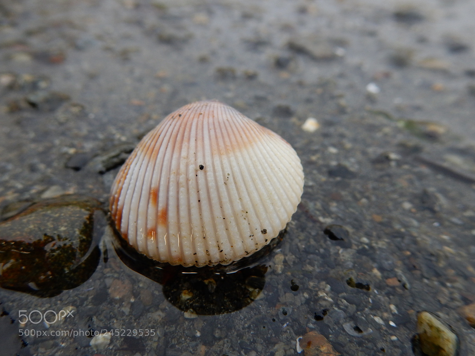 Nikon Coolpix S9900 sample photo. Tiny shell photography