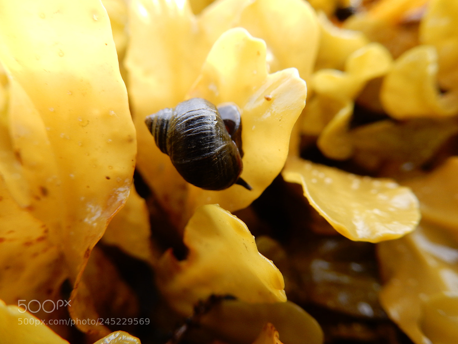 Nikon Coolpix S9900 sample photo. Snails photography
