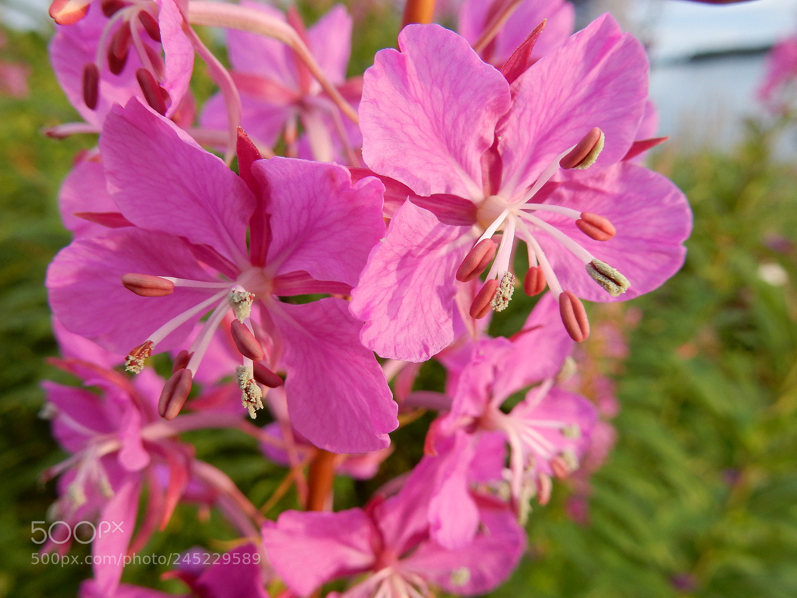 Nikon Coolpix S9900 sample photo. Fireweed photography