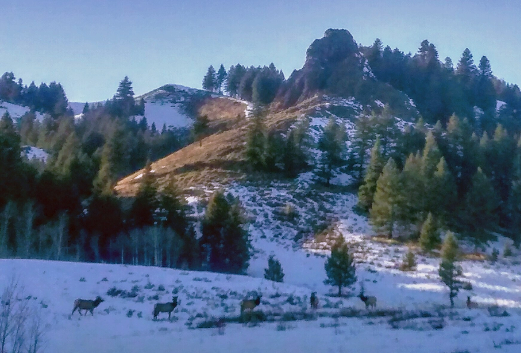 Motorola Moto G (1st Gen) sample photo. The elk tried to help... photography