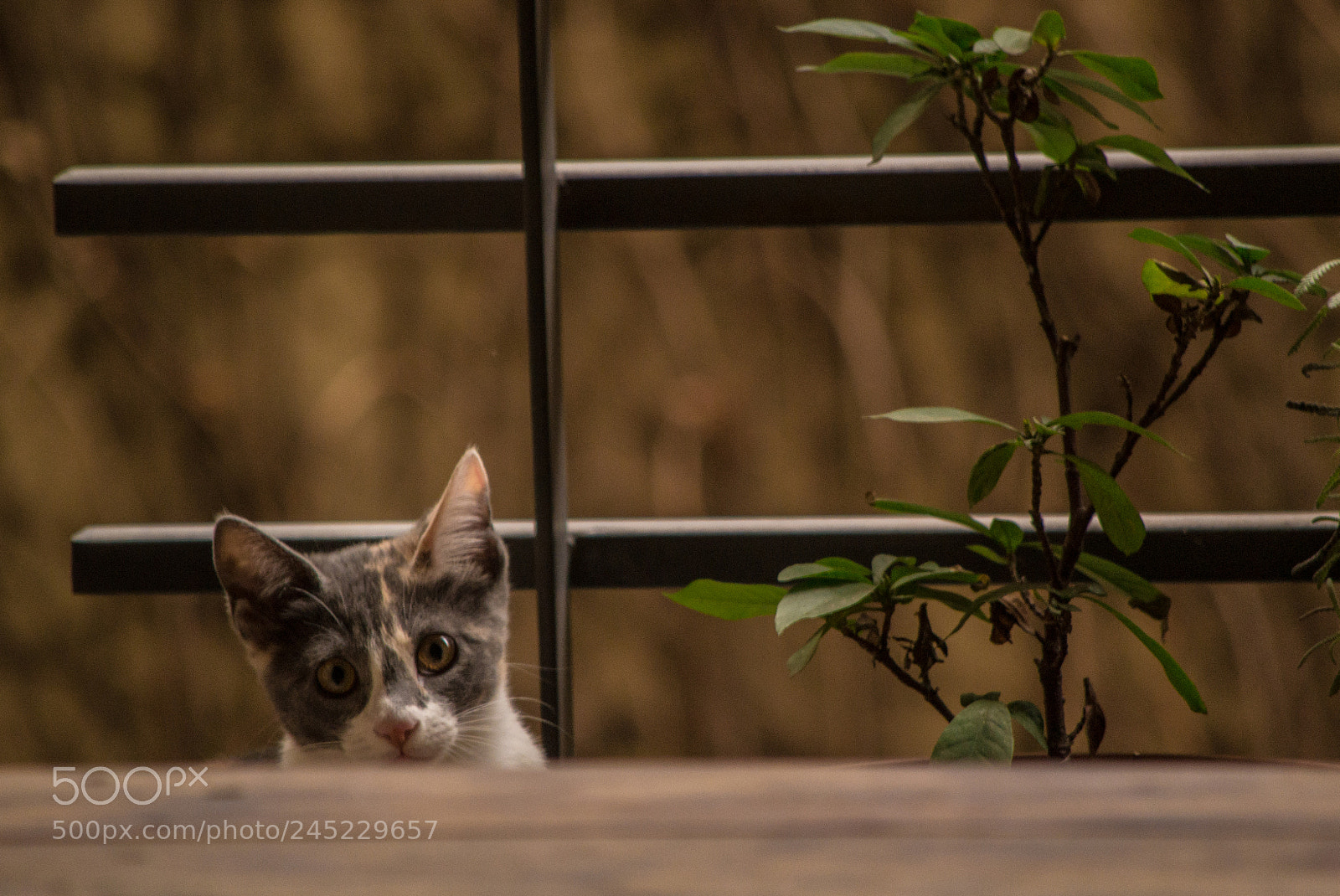 Nikon D3100 sample photo. The cat photography
