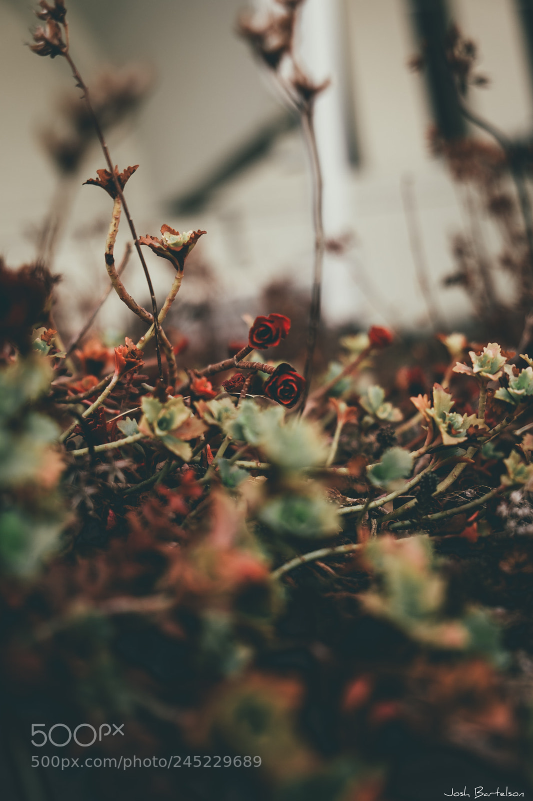 Fujifilm X-T2 sample photo. Winter time flowers photography