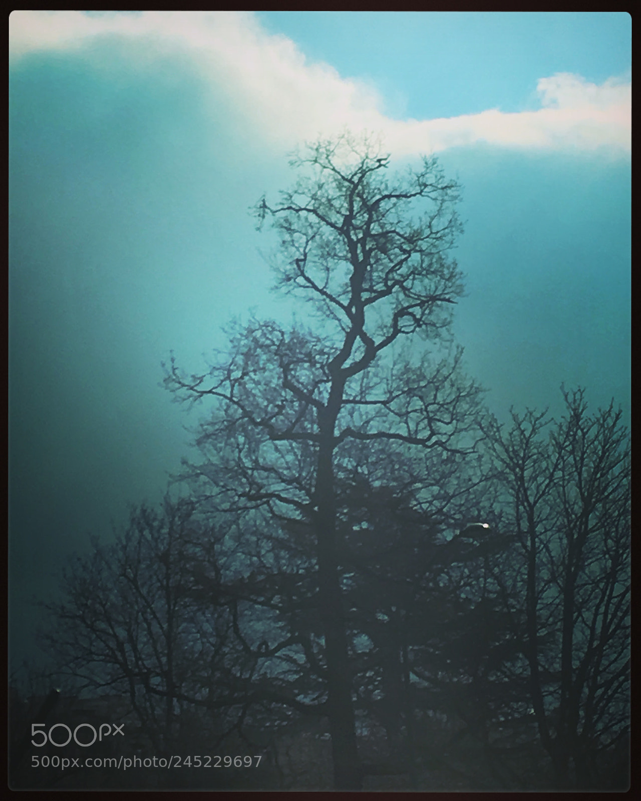 Apple iPhone 6s sample photo. Untitled photography