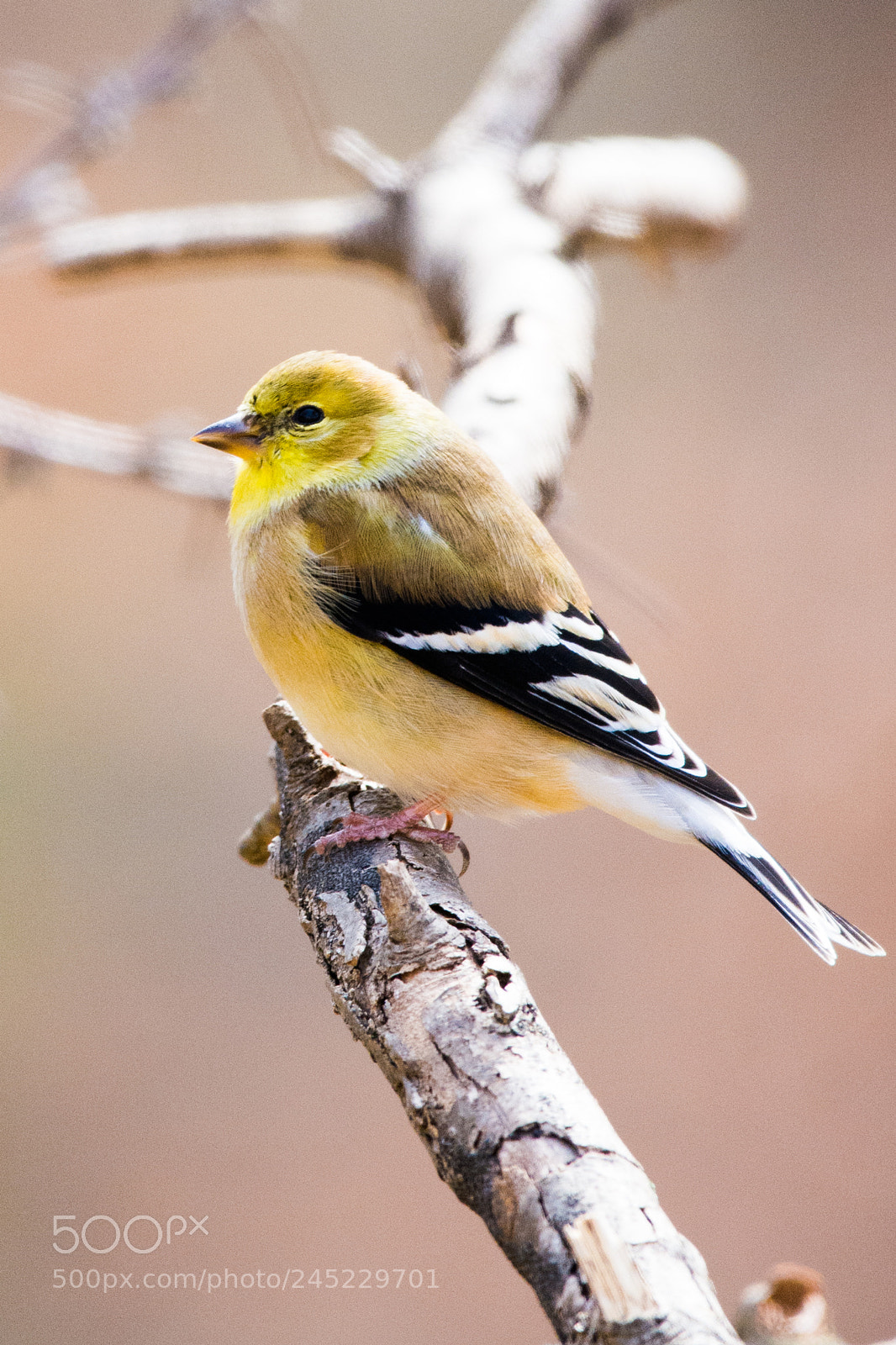 Nikon D7100 sample photo. Female goldfinch photography